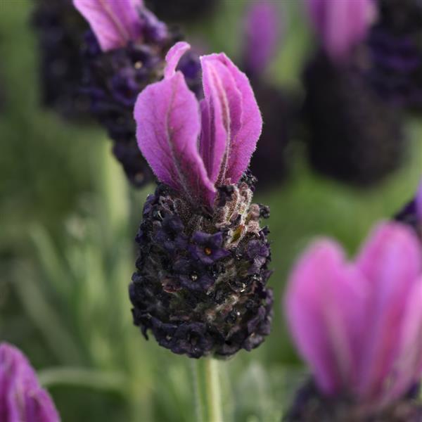 lavender Lavandula stoechas 'Butterfly Garden Plum Perfect' - from Rush Creek Growers