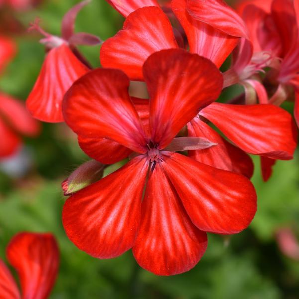 Photo courtesy of Penn State Flower Trials