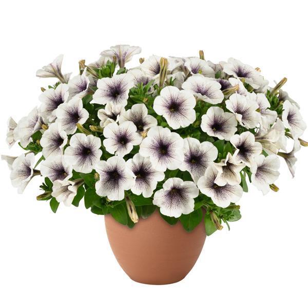Photo courtesy of Ball Seed