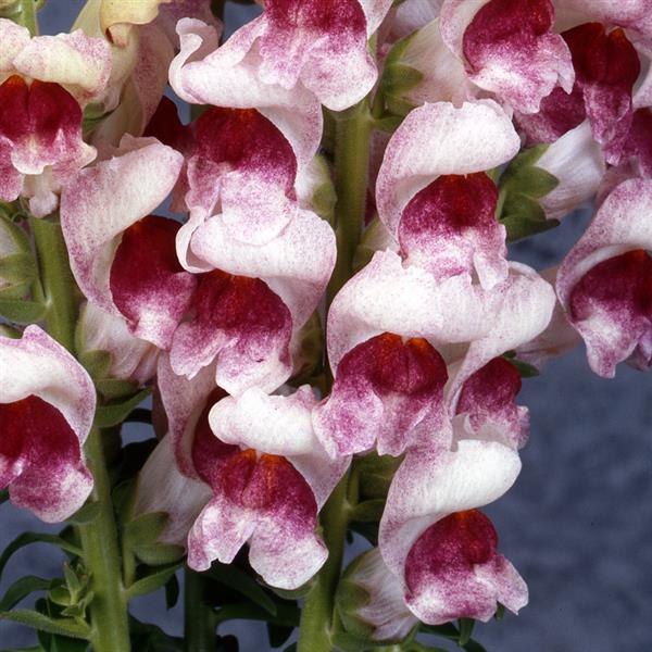 Photo Courtesy of Ball Seed