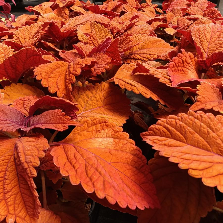Coleus 'ChargedUp™ Inferno' - from Rush Creek Growers