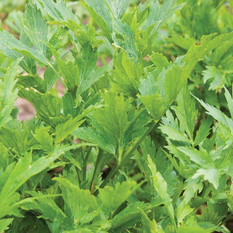 Lovage Levisticum officinale - from Rush Creek Growers