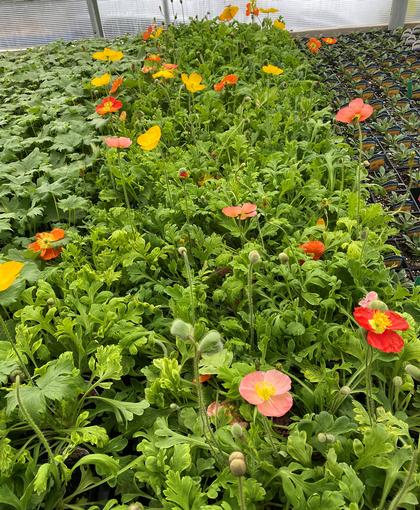 Papaver nudicaule 'Wonderland Mix' - Icelandic Poppy from Rush Creek Growers