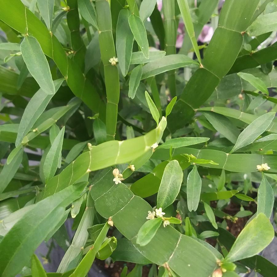 Homalocladium platycladum 'Ribbons and Curls' - from Rush Creek Growers