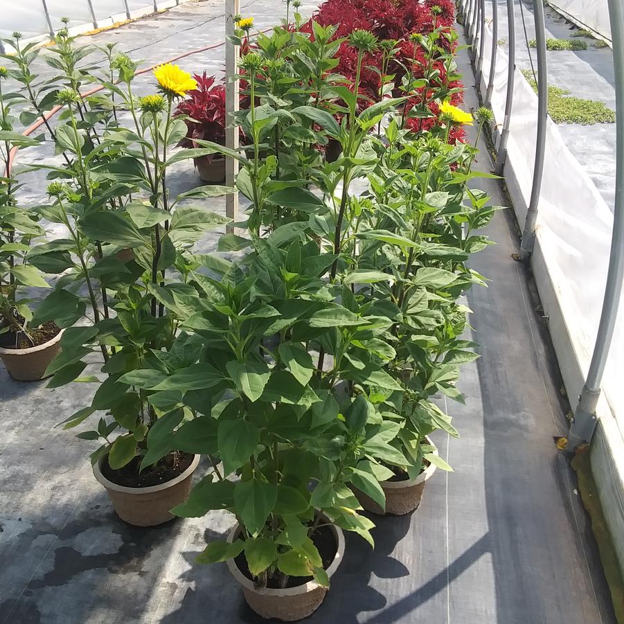 Helianthus 'Suncatcher' from Rush Creek Growers