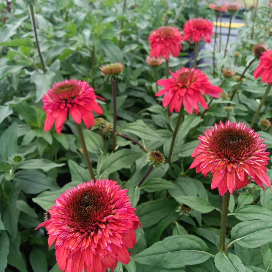 Echinacea Double Scoop™ 'Deluxe Raspberry' - Coneflowers from Rush Creek Growers