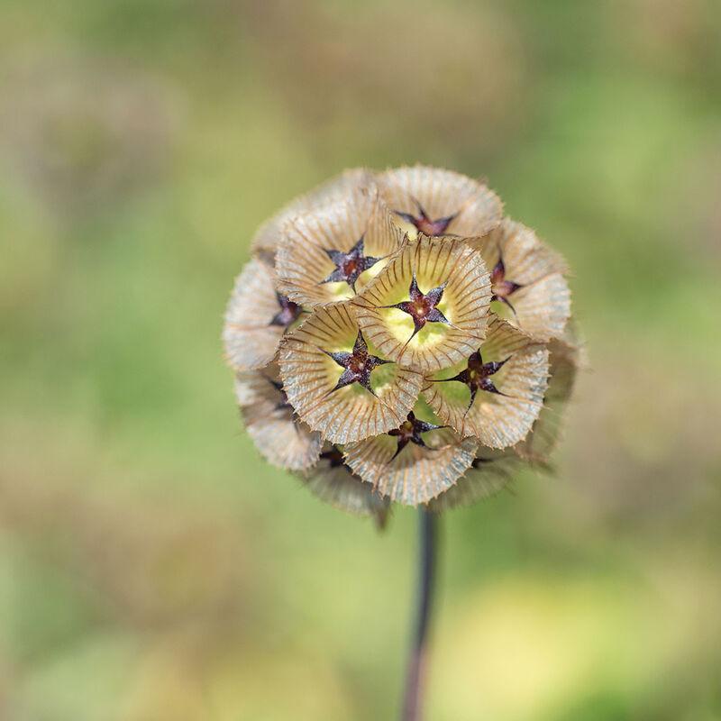 Photo courtesy of Johnny's Selected Seeds