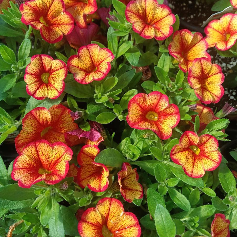 Calibrachoa Minifamous® 'Uno Ember Eclipse' - from Rush Creek Growers