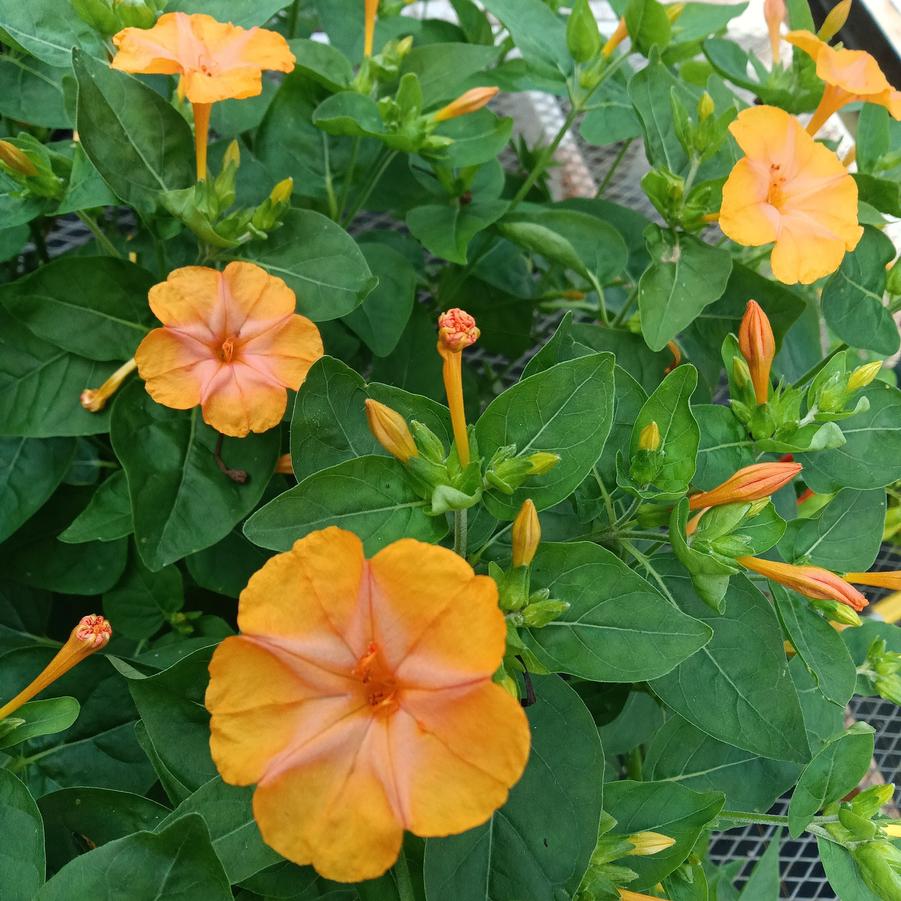 Mirabilis 'Orange Crush' - from Rush Creek Growers