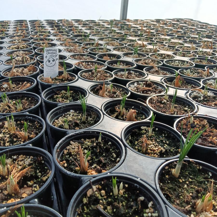 Saffron Crocus - from Rush Creek Growers
Breaking dormancy