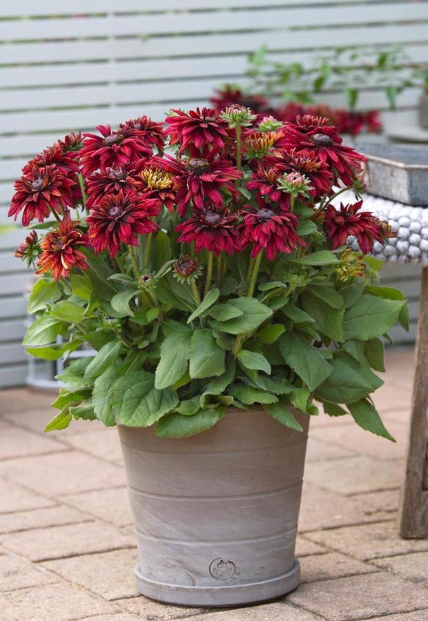 Rudbeckia Sunbeckia® 'Graffiti Scarlet' -photo courtesy of Garden Center Marketing