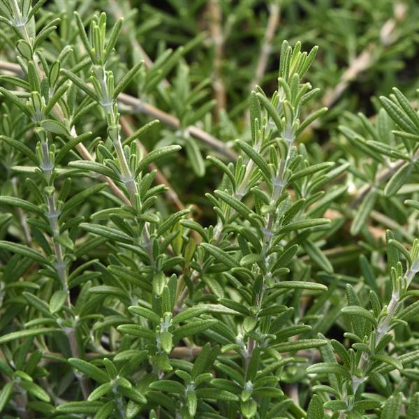 Photo courtesy of Darwin Perennials