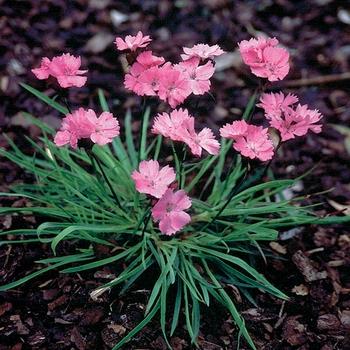 Photo courtesy of Garden Center Marketing