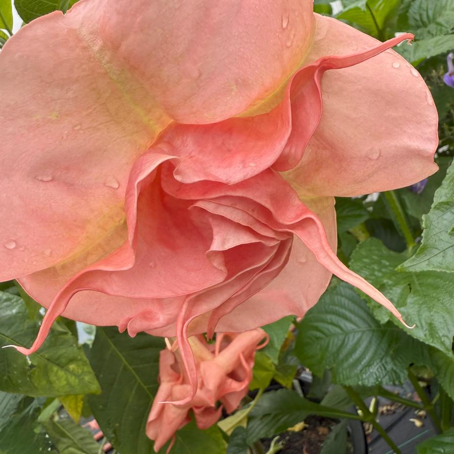 Brugmansia 'Evelyn' - Angel's Trumpet from Rush Creek Growers