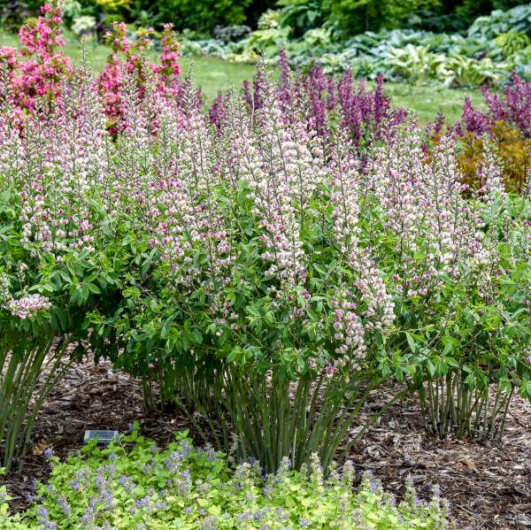 Baptisia 'Plum Rosy' - False Indigo from Rush Creek Growers
Photo courtesy of Walters Gardens