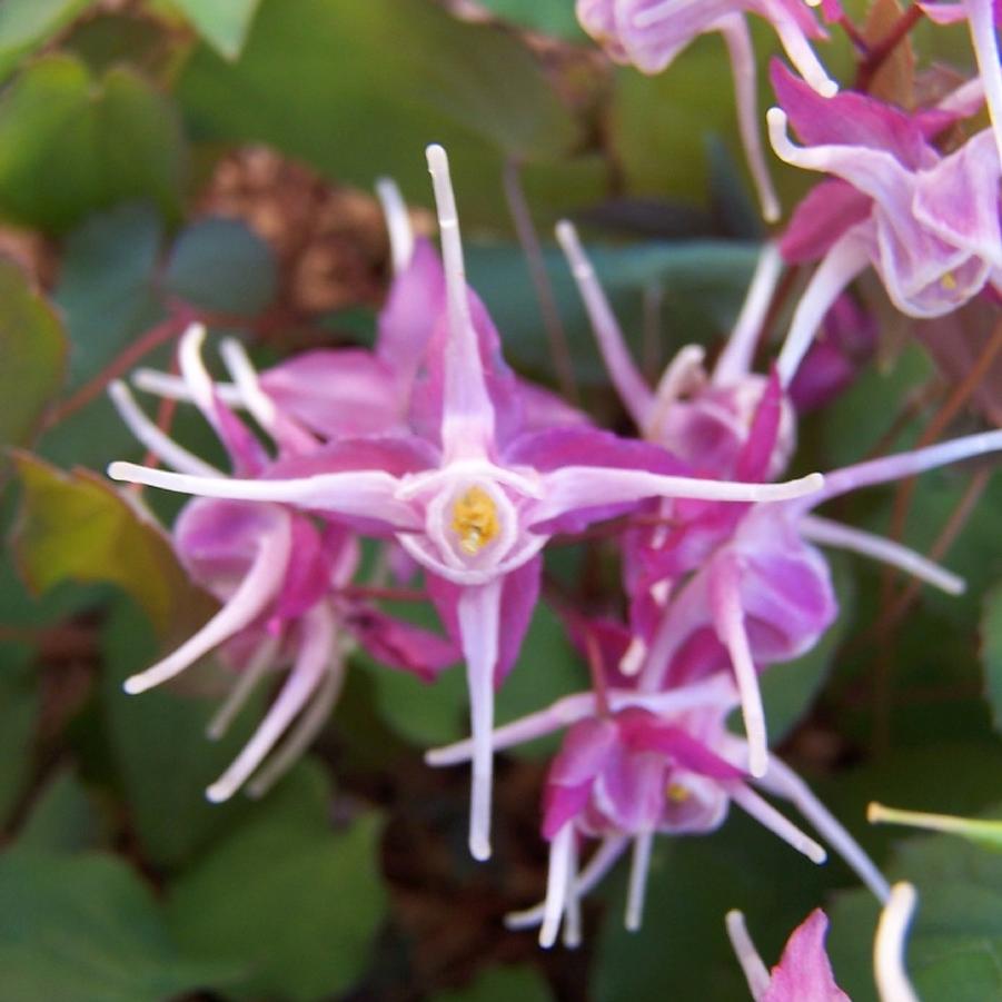 Photo courtesy of Plants Nouveau.