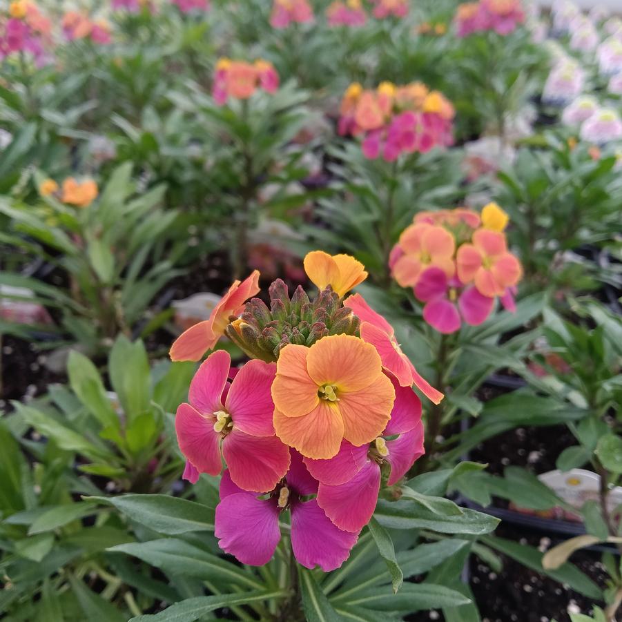 Erysimum linifolium 'Erysistible Tricolor' - Alpine Wallflower from Rush Creek Growers