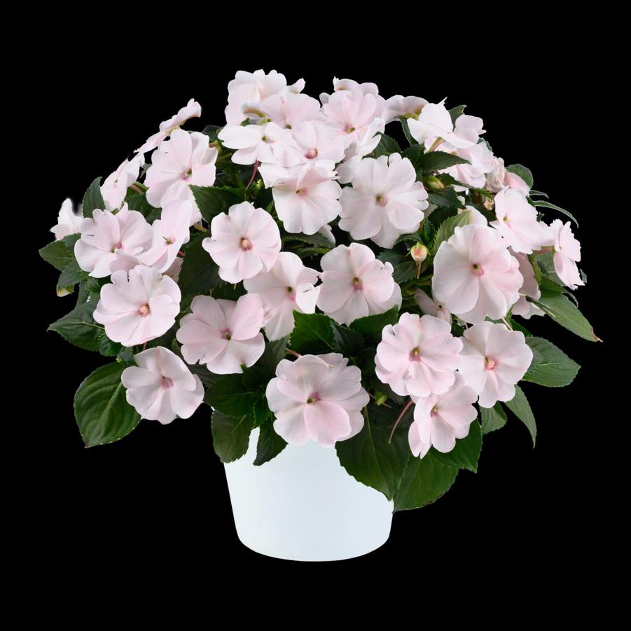 Impatiens 'Sol Luna Prime™ Pearl' - from Rush Creek Growers