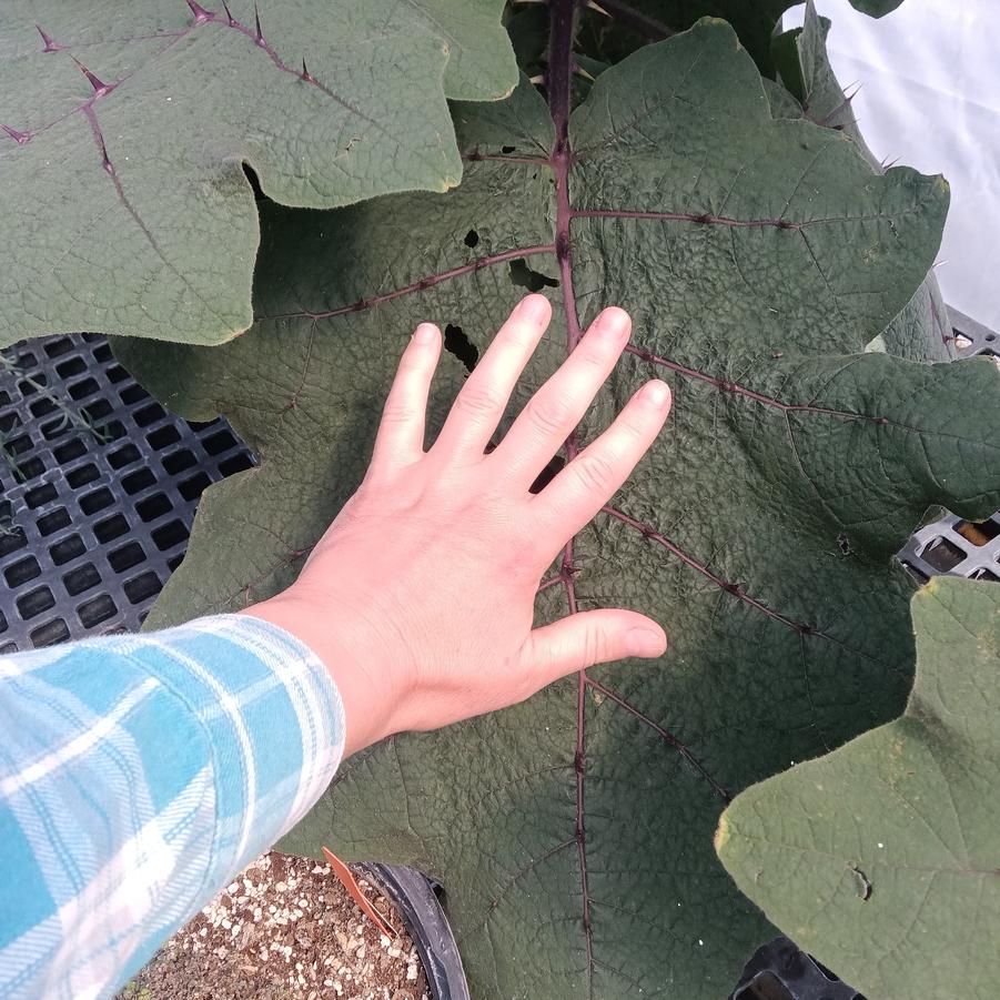 Solanum quitoense - from Rush Creek Growers