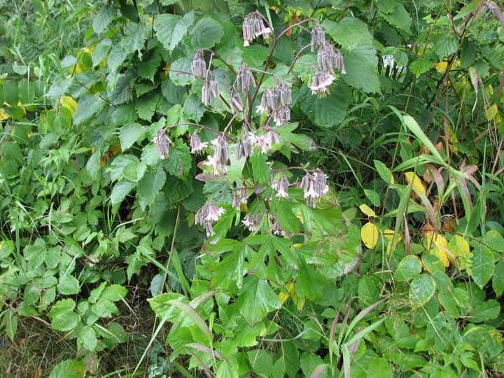 Prenanthes alba - Lion's Foot from Rush Creek Growers