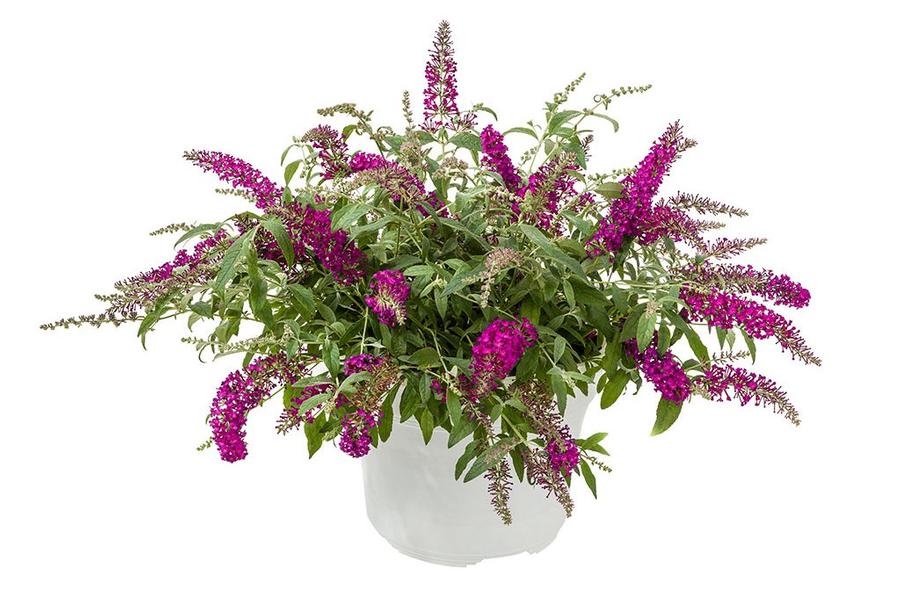 Photo courtesy of GreenFuse Botanicals Inc
