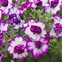 Photo courtesy of Ball