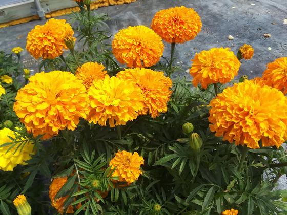 Marigold 'Narai Orange' - from Rush Creek Growers