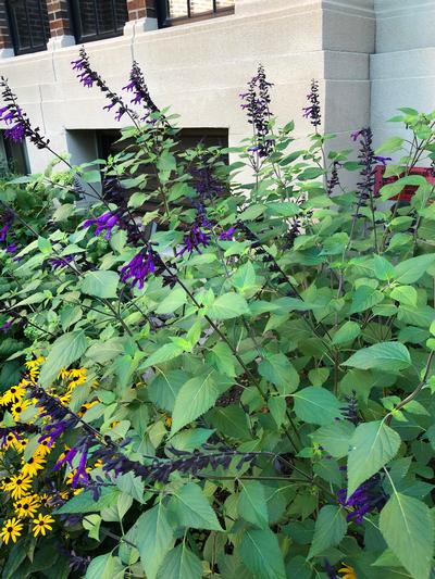 Salvia guaranitica 'Amistad' - from Rush Creek Growers