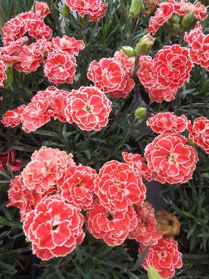 Dianthus 'Constant Beauty® Crush Orange' - Pinks from Rush Creek Growers