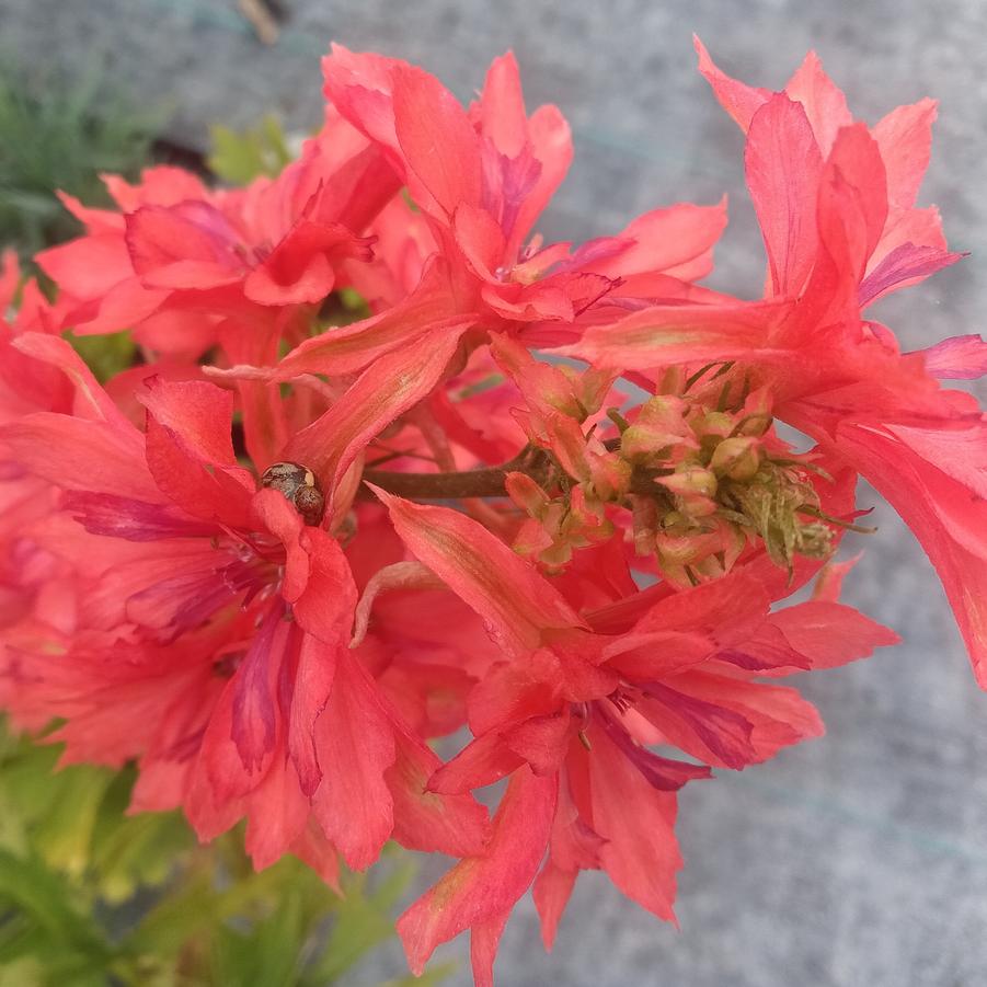 Delphinium 'Red Lark' - Larkspur from Rush Creek Growers