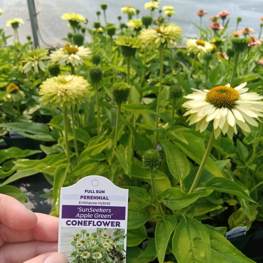 Echinacea Sunseekers® 'Apple Green' - Coneflowers from Rush Creek Growers