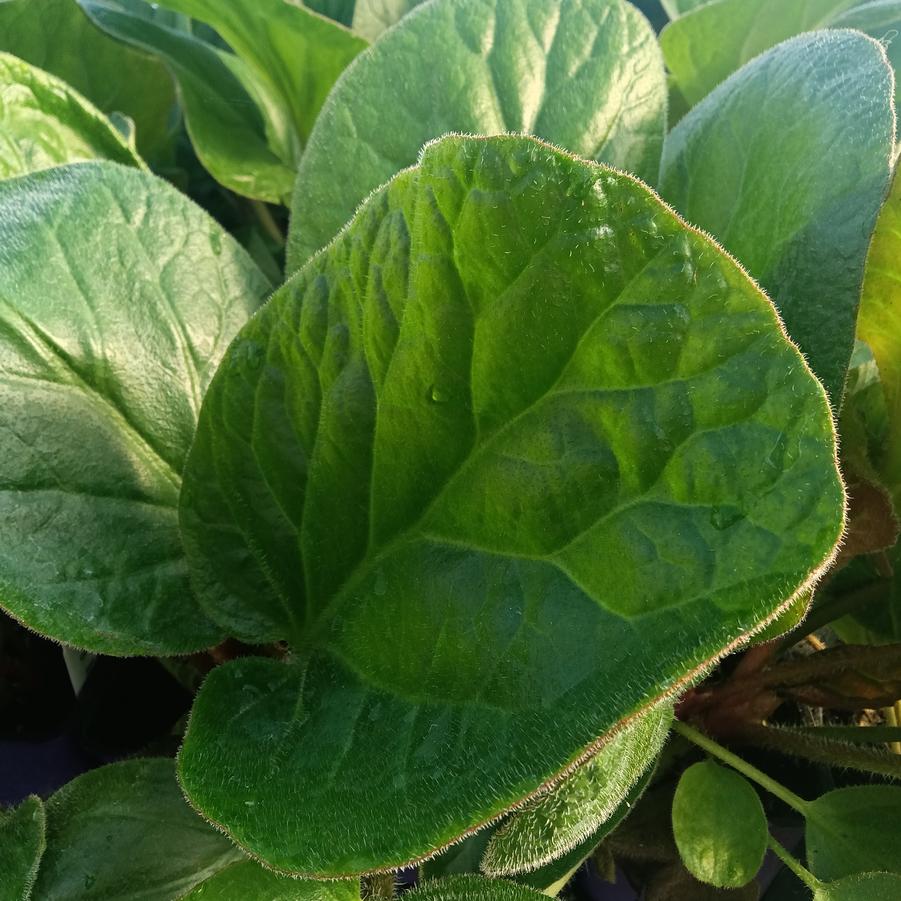 Bergenia ciliata 'Dumbo' - from Rush Creek Growers