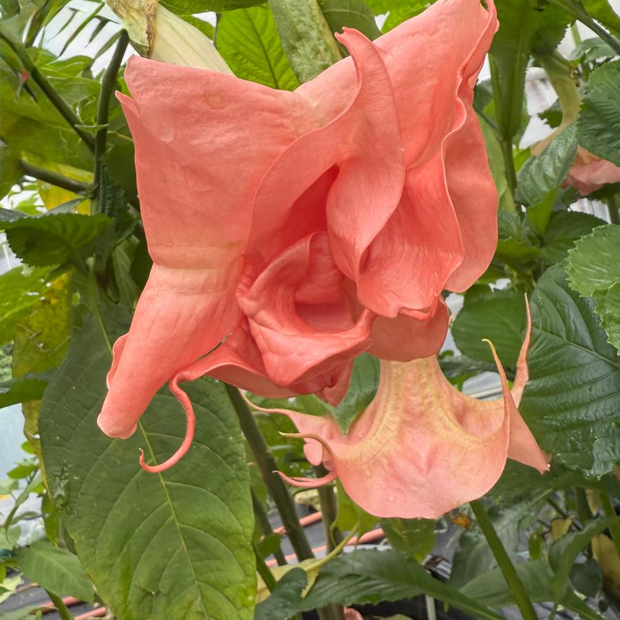 Brugmansia 'Evelyn' - Angel's Trumpet from Rush Creek Growers