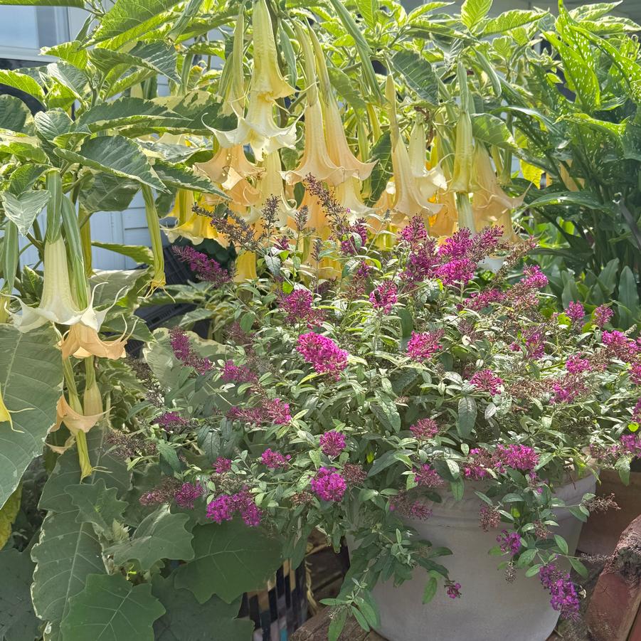 Buddleia 'Leah Raspberry' - from Rush Creek Growers