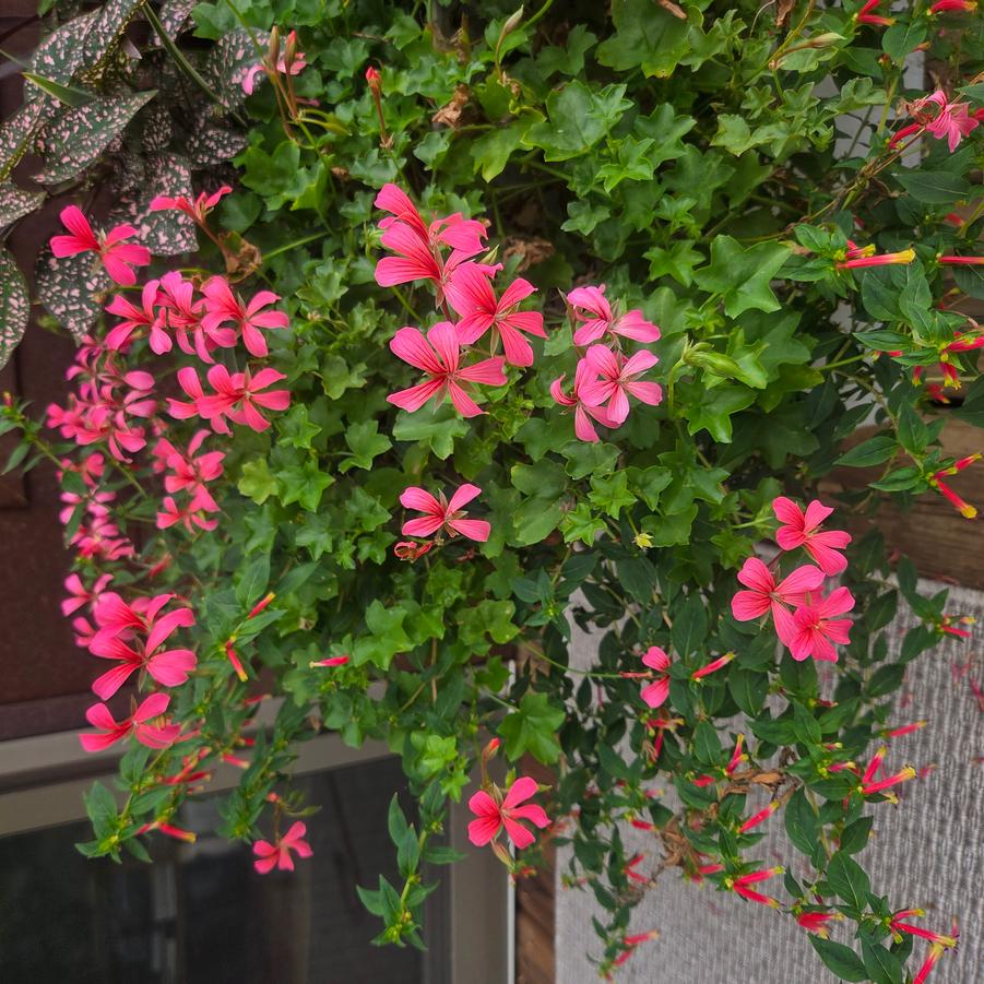 Geranium 'Minicascade Pink' - from Rush Creek Growers