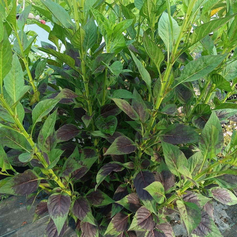 Celosia 'Cramer's Amazon' - Wheatstraw Celosia from Rush Creek Growers