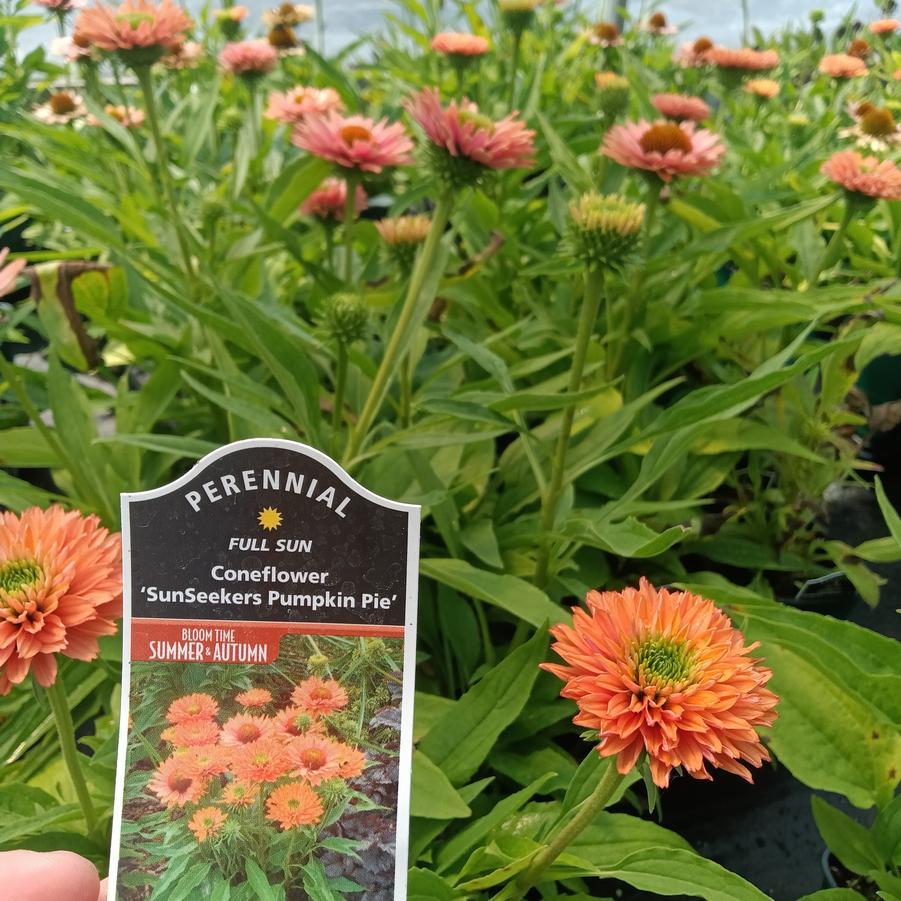 Echinacea Sunseekers® 'Pumpkin Pie' - Coneflowers from Rush Creek Growers