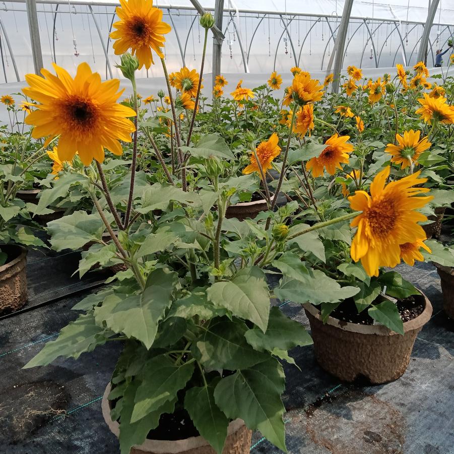 Helianthus annus Sunfinity® 'Double Yellow' - from Rush Creek Growers