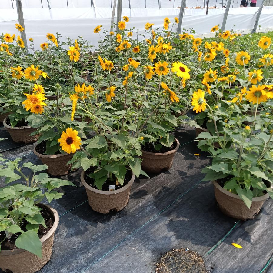 Helianthus annus Sunfinity® 'Double Yellow' - from Rush Creek Growers