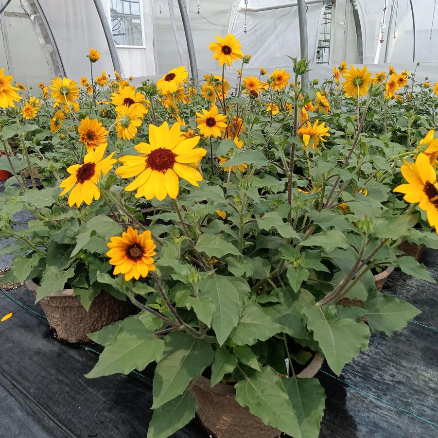 Helianthus annus Sunfinity® 'Double Yellow' - from Rush Creek Growers