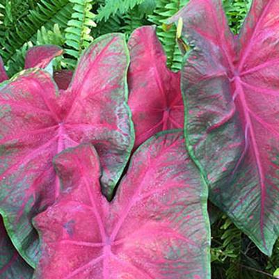 Caladium Brandywine