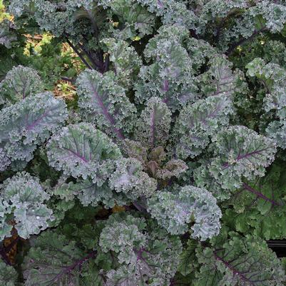 Kale Rubybor