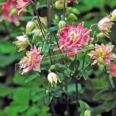 Aquilegia vulgaris Clementine Rose