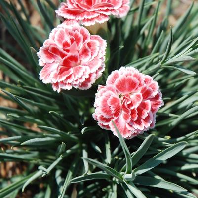 Dianthus First Scent Coral Reef