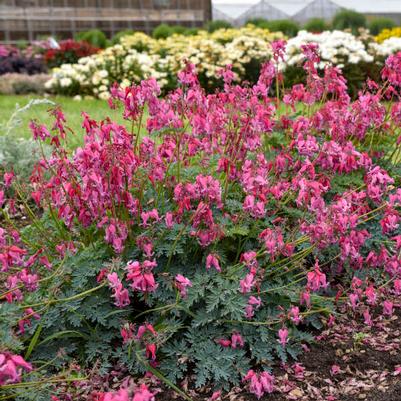 Dicentra Passion Hearts