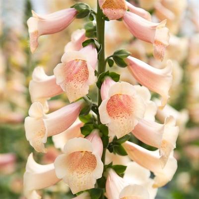 Digitalis purpurea Dottie Peach