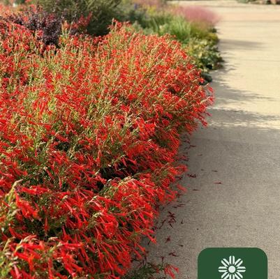 Epilobium canum Unforgettable™