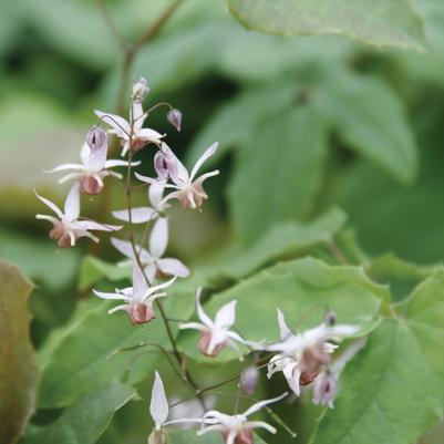 Epimedium Pink Elf