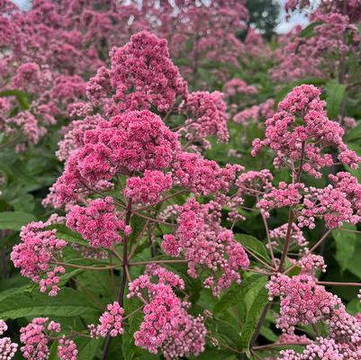 Eupatorium fistulosum JoJo