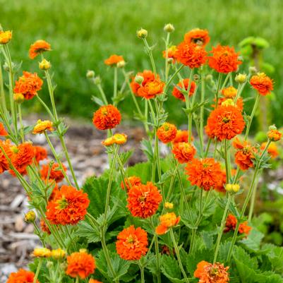 Geum Orange Pumpkin